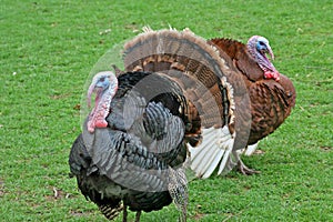 Thanksgiving Turkey Gobblers