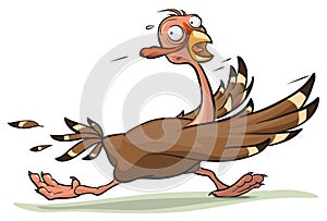 Thanksgiving turkey runs