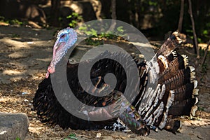 Thanksgiving Turkey Tom