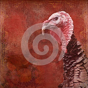 Thanksgiving Turkey Vintage background