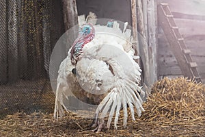 thanksgiving turkey walking around the yard