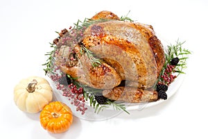 Thanksgiving Turkey on White