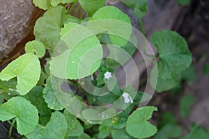 Thankuni leaves ,Centella asiatica,gotu kola