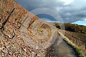 Thann vineyard in autumn.