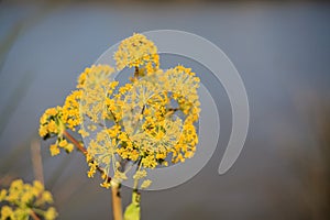 Thapsia Garganica (deadly carrots) yellow flower
