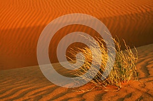 Thar Desert