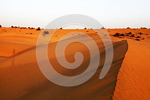 Thar Desert