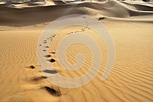 Thar desert-footprints