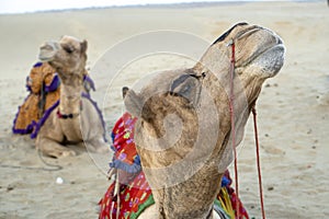 thar desert near jaisalmer, dromedaries