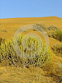 Thar desert near Jaisalmer, Rajasthan, India