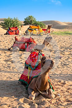 Thar desert, Rajasthan, India - 15.10.2019 : Camels with traditioal dresses, waiting for tourists for camel ride. Camels, Camelus