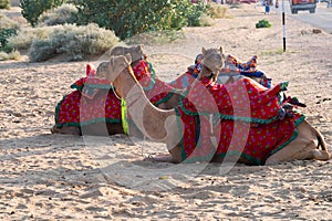 Thar desert, Rajasthan, India - 15.10.2019 : Camels with traditioal dresses, waiting for tourists for camel ride. Camels, Camelus