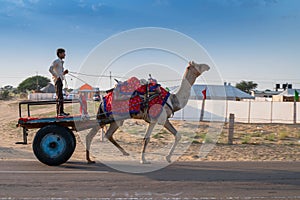 Camel owner riding camel, Camelus dromedarius, for tourists at sand dunes of