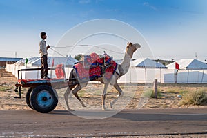 Thar desert, Rajasthan, India - October 15th 2019 : Camel owner riding camel, Camelus dromedarius, for tourists at sand dunes of