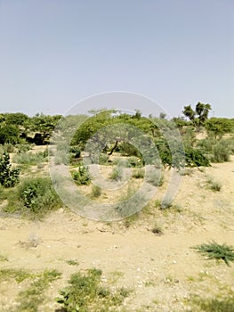 tharparkar sindh desert and grass area