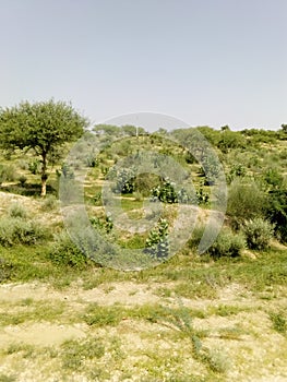 tharparkar sindh desert and grass area