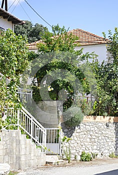 Thassos, August 23th: Apples Tree in Theologos Village from Thassos island in Greece