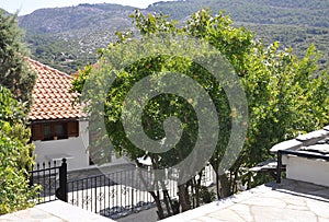 Thassos, August 23th: Figs Tree in Theologos Village from Thassos island in Greece