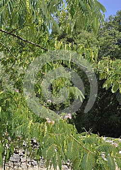 Thassos, August 23th: Tree Background in Theologos Village from Thassos island in Greece