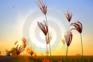 Thatch Flower Sekinchan