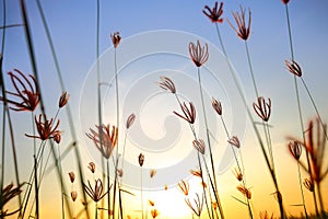 Thatch Flower Sekinchan