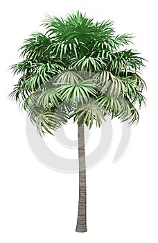 Thatch palm tree isolated on white