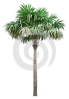 Thatch palm tree isolated on white