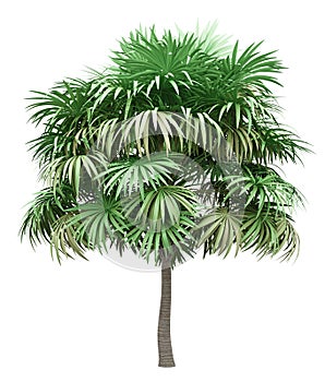 Thatch palm tree isolated on white