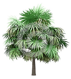 Thatch palm tree isolated on white