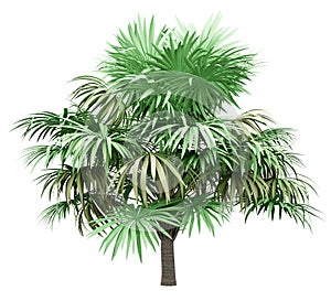 Thatch palm tree isolated on white