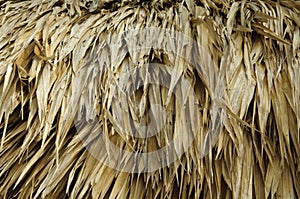 Thatch Roof