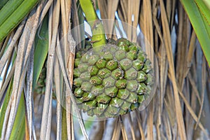 Thatch Screwpine, Closeup