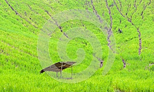 A thatched cottage in the rice field