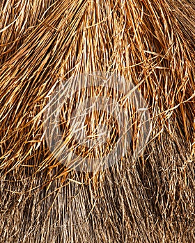 Thatched roof background or texture
