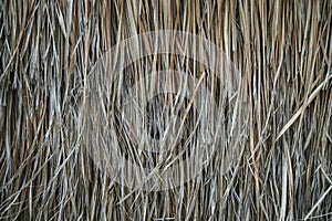 A thatched roof, hay or dry grass background. Grass hay, roof texture. Dry straw, roof background texture. Abstract background by
