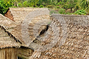 Thatched roofs of traditional houses in Amazonas photo