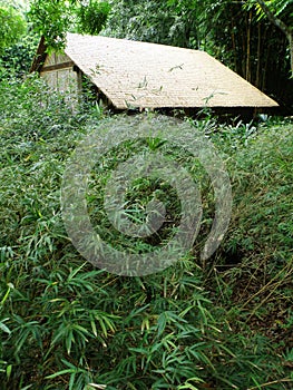 Thatched straw hut, forest