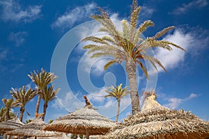 Thatched sunshades and palm trees