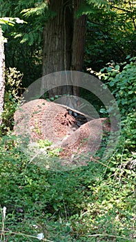 Thatcher ants nests