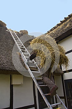 A thatcher with a bundle of straw on his back going up a ladder to a thatched roof on a half timber house to repair