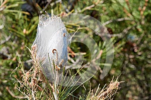 Thaumetopoea pityocampa photo