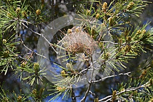 Thaumetopoea pityocampa, Processionary caterpillar tent-like nest in pine tree branch