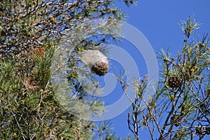 Thaumetopoea pityocampa, Processionary caterpillar tent-like nest in pine tree branch with blue skies in Mallorca