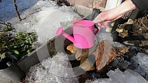 A thaw in early spring drops into the watering can