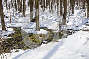 Thaw in the spring forest