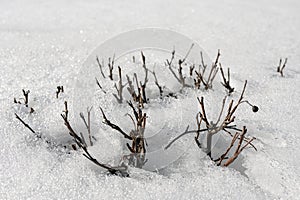 thawed areas around bushes in early spring