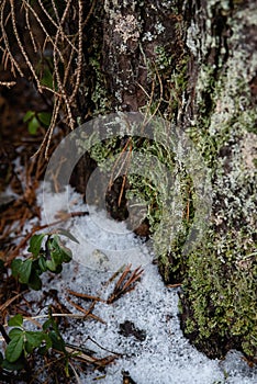 Thawed patch with bushes of cranberries on it