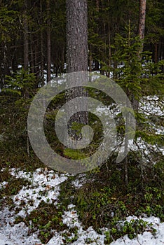 Thawed patch with bushes of cranberries on it