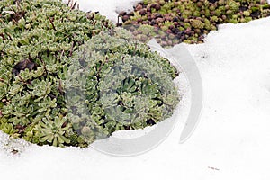 Thawed patch with evergreen Sempervivum succulents in snow