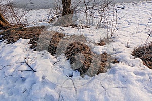 Thawed patch. The melted snow exposed last yearâ€™s autumn dried, withered foliage. spring soon. snow is melting. winter